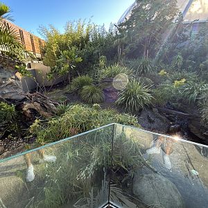 Asian Small-clawed Otter Exhibit - Southeast Asian Jungle Track