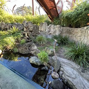 Asian Small-clawed Otter Exhibit - Southeast Asian Jungle Track