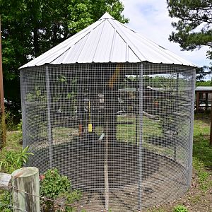 Broadway Zoological Park - Blue-and-yellow Macaw (Ara ararauna) Exhibit
