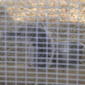 Broadway Zoological Park - Variegated Squirrel (Sciurus variegatoides)