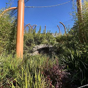 Sumatran Tiger Exhibit #3 - Southeast Asian Jungle Track