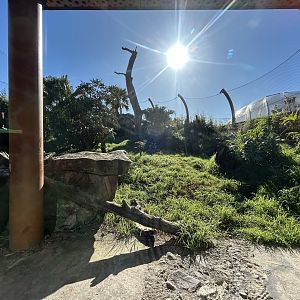 Sumatran Tiger Exhibit #2 - Southeast Asian Jungle Track