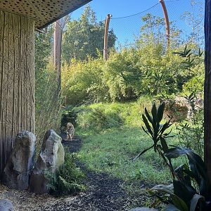 Sumatran Tiger Exhibit #1 - Southeast Asian Jungle Track