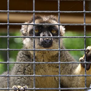 Broadway Zoological Park - Common Brown Lemur (Eulemur fulvus)