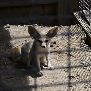 Broadway Zoological Park - Fennec Fox (Vulpes zerda)