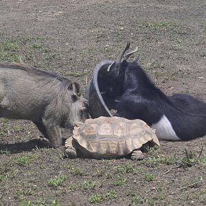Broadway Zoological Park - Warthog/Goat Shenanigans
