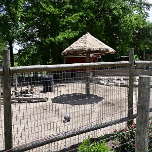Broadway Zoological Park - Red River Hog (Potamochoerus porcus) Exhibit