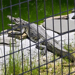 Broadway Zoological Park - Morelet's Crocodile (Crocodylus moreletii)