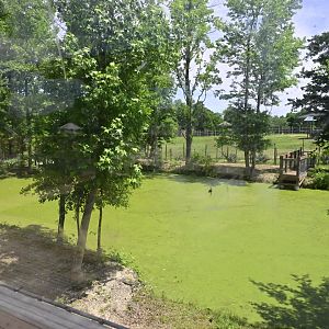 Broadway Zoological Park - American Alligator (Alligator mississippiensis) Exhibit