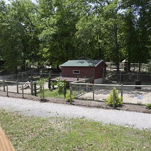 Broadway Zoological Park - Common Warthog (Phacochoerus africanus) Exhibit