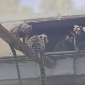 Broadway Zoological Park - Common Marmosets (Callithrix jacchus)