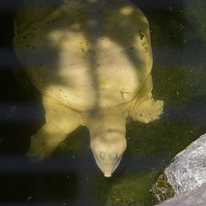 Broadway Zoological Park - Chinese Softshell Turtle (Pelodiscus sinensis)
