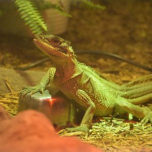Broadway Zoological Park - Reptile Barn - Sulawesi Sailfin Lizard (Hydrosaurus celebensis)
