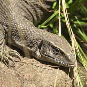 Broadway Zoological Park - Reptile Barn - Savannah Monitor (Varanus exanthematicus)