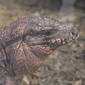 Broadway Zoological Park - Reptile Barn - Red Tegu (Salvator rufescens)
