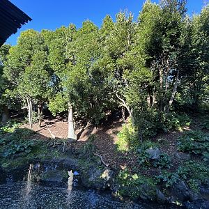 Squirrel Monkey Exhibit - South American Rainforest Track