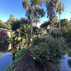 Black-handed Spider Monkey Exhibit - South American Rainforest Track