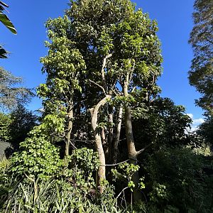Cotton-top Tamarin Exhibit - South American Rainforest Track