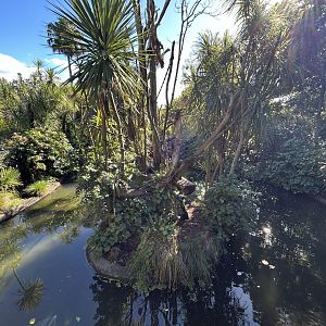 Emperor Tamarin Exhibit - South American Rainforest Track