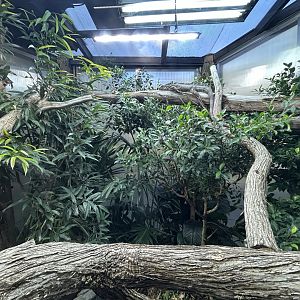 Green Iguana Exhibit - South American Rainforest Track