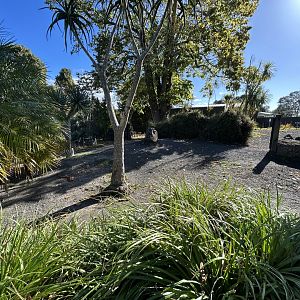 Galapagos Tortoise Exhibit