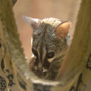 Broadway Zoological Park - Northern Small-spotted Genet (Genetta genetta)