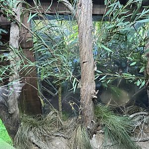 Goliath Stick Insect Exhibit - Australian Bush Track