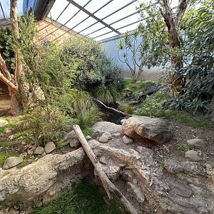 Lace Monitor Exhibit - Australian Bush Track