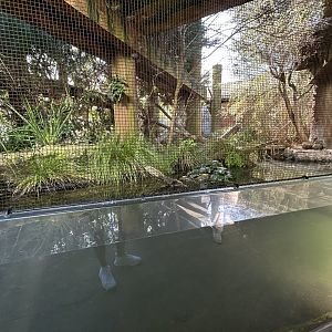 Australian Water Dragon Exhibit - Australian Bush Track