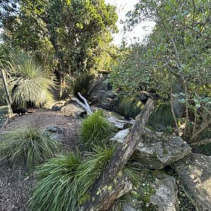 Tasmanian Devil Exhibit #1 - Australian Bush Track