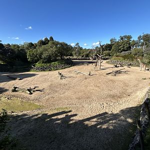 African Savanna (6 Species) - African Safari Track