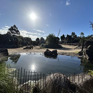 African Savanna (6 Species) - African Safari Track