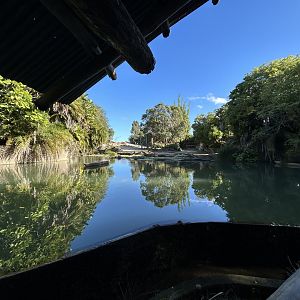 African Savanna (6 Species) - African Safari Track