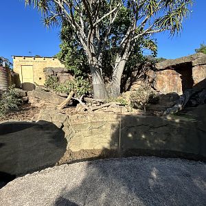 Cape Porcupine Exhibit - African Safari Track