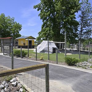 Broadway Zoological Park - Goat/Ibex Hybrid (Capra spp.) Exhibit