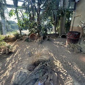Leopard Tortoise Exhibit - African Safari Track