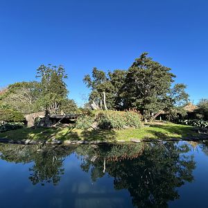 Lion Exhibit - African Safari Track
