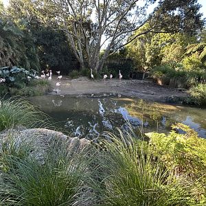 Greater Flamingo Exhibit - African Safari Track