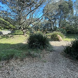 Cheetah Exhibit - African Safari Track