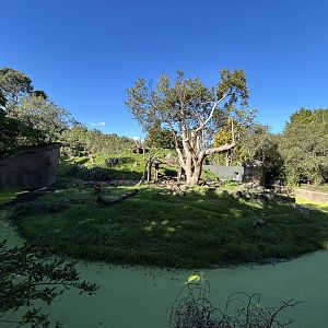 Hamadryas Baboon Exhibit - African Safari Track