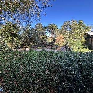 Serval Exhibit - African Safari Track