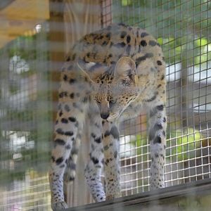 Broadway Zoological Park - Serval (Leptailurus serval)