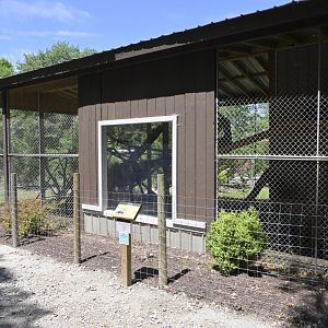 Broadway Zoological Park - Binturong (Arctictis binturong) Exhibit