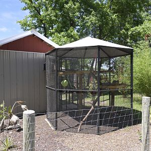 Broadway Zoological Park - Common Squirrel Monkey (Saimiri sciureus) Exhibit