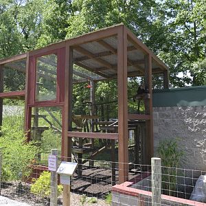 Broadway Zoological Park - Central American White-faced Capuchin (Cebus imitator) Exhibit