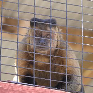 Broadway Zoological Park - Brown Capuchin (Sapajus apella)