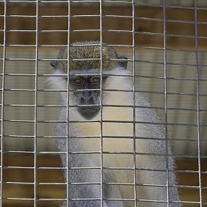 Broadway Zoological Park - Vervet Monkey (Chlorocebus pygerythrus)