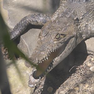 Broadway Zoological Park - American Crocodile (Crocodylus acutus)