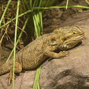 Broadway Zoological Park - Central Bearded Dragon (Pogona vitticeps)