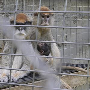 Broadway Zoological Park - Patas Monkey (Erythrocebus patas) with baby
